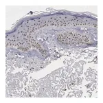 Merck Anti-NGDN antibody produced in rabbit
