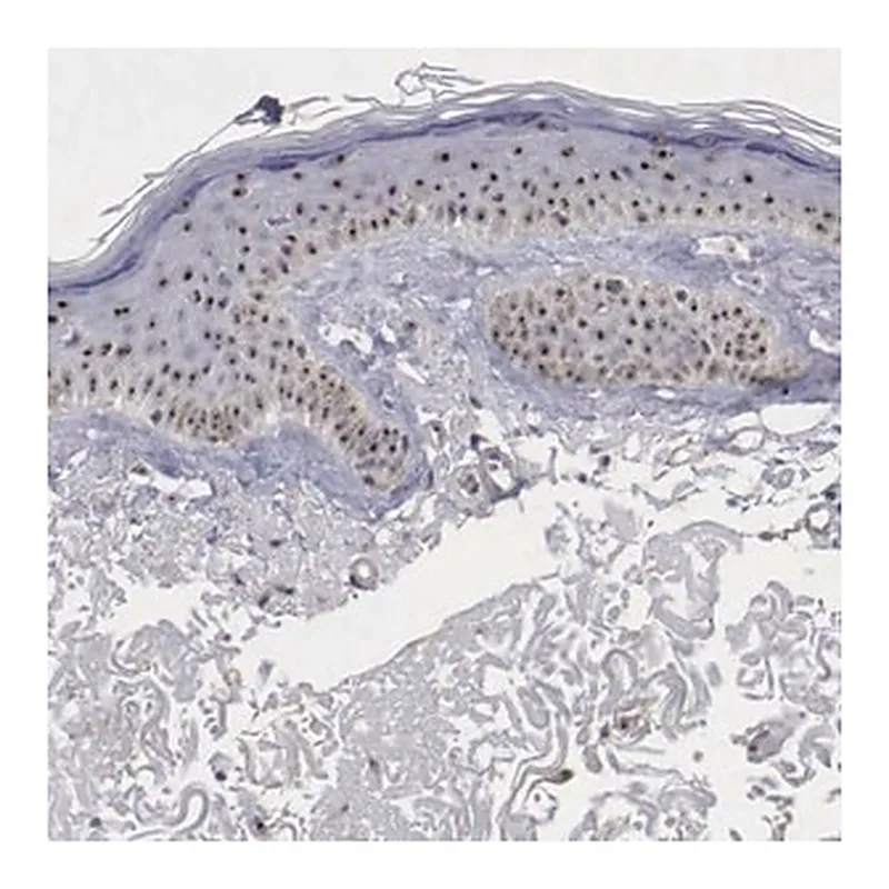 Merck Anti-NGDN antibody produced in rabbit