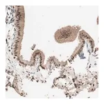Merck Anti-NFRKB antibody produced in rabbit