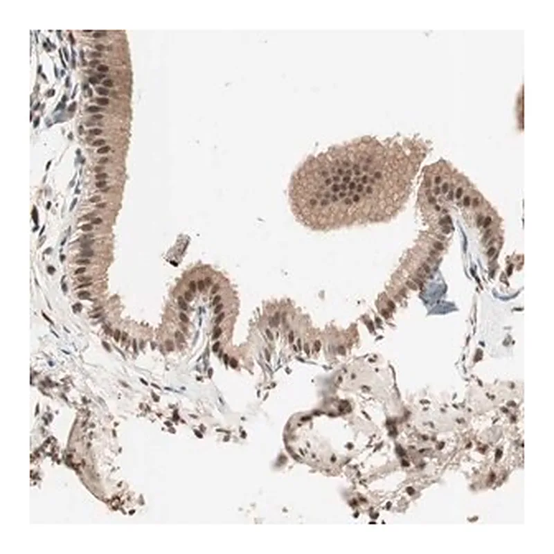 Merck Anti-NFRKB antibody produced in rabbit