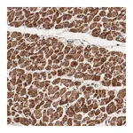 Merck Anti-NDUFV2 antibody produced in rabbit