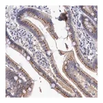 Merck Anti-SYAP1 antibody produced in rabbit
