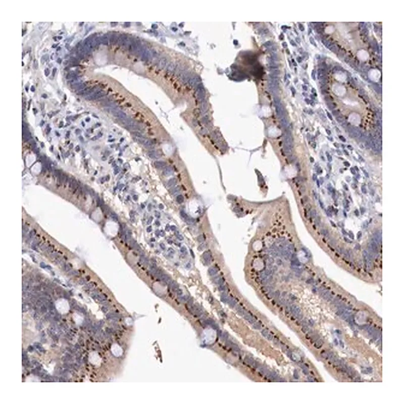 Merck Anti-SYAP1 antibody produced in rabbit