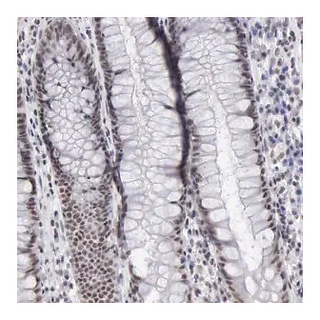 Merck Anti-TAF1 antibody produced in rabbit