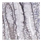 Merck Anti-TAF1 antibody produced in rabbit
