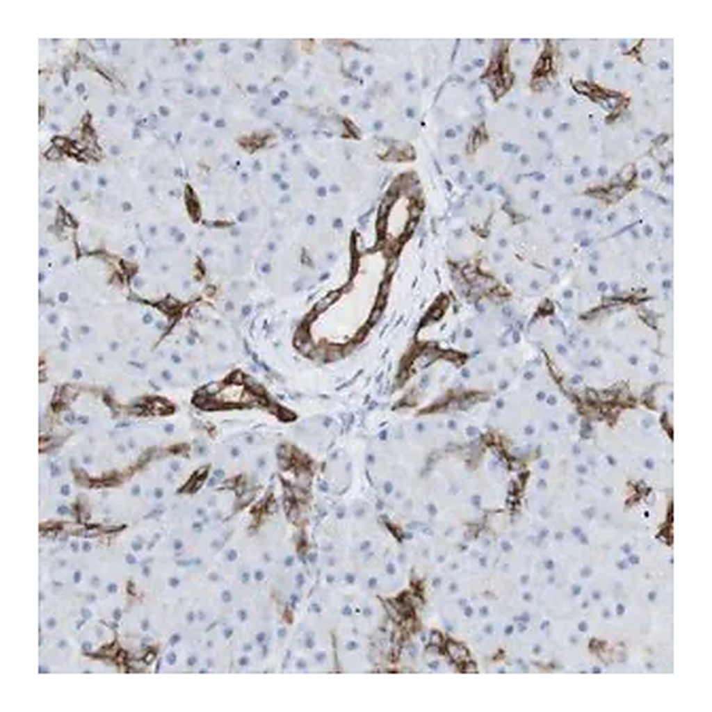 Merck Anti-NDST4 antibody produced in rabbit