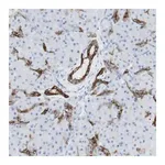 Merck Anti-NDST4 antibody produced in rabbit