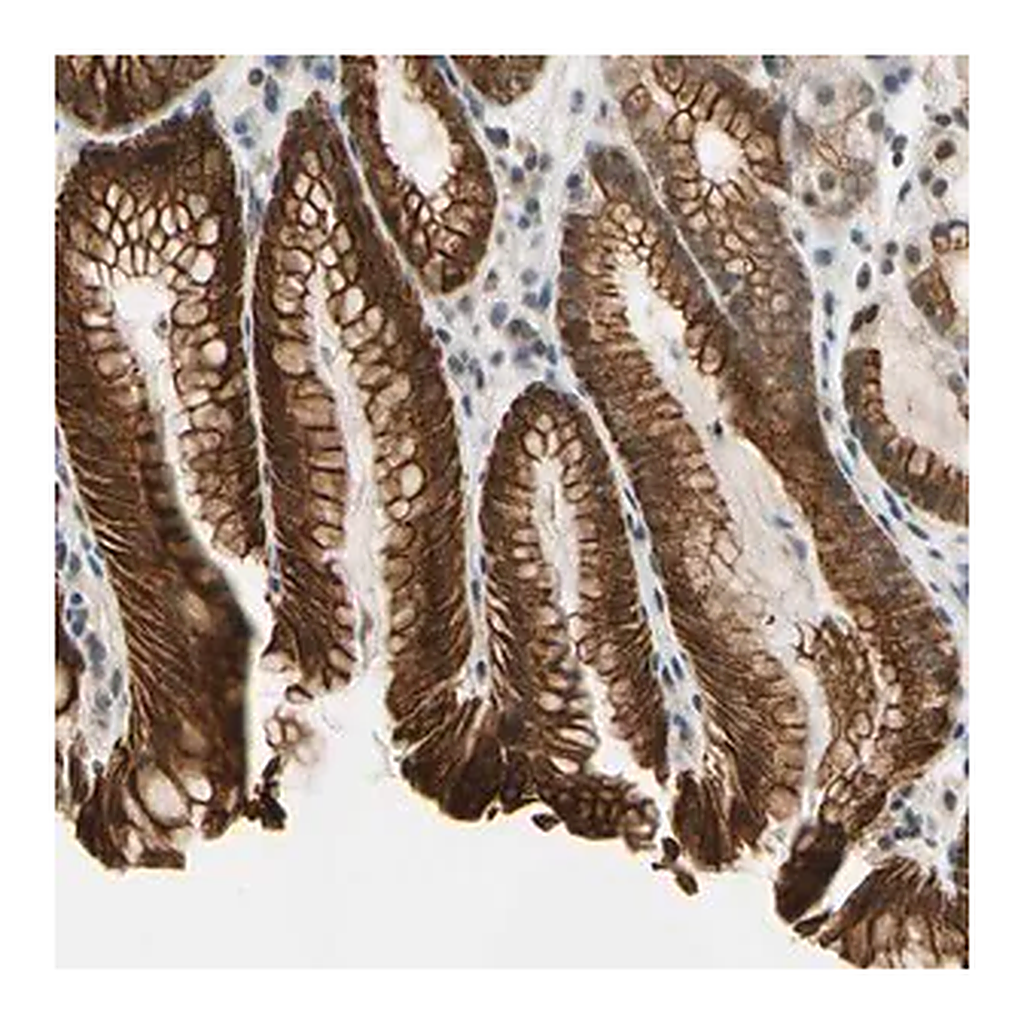 Merck Anti-TAF12 antibody produced in rabbit
