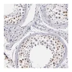 Merck Anti-TEX11 antibody produced in rabbit