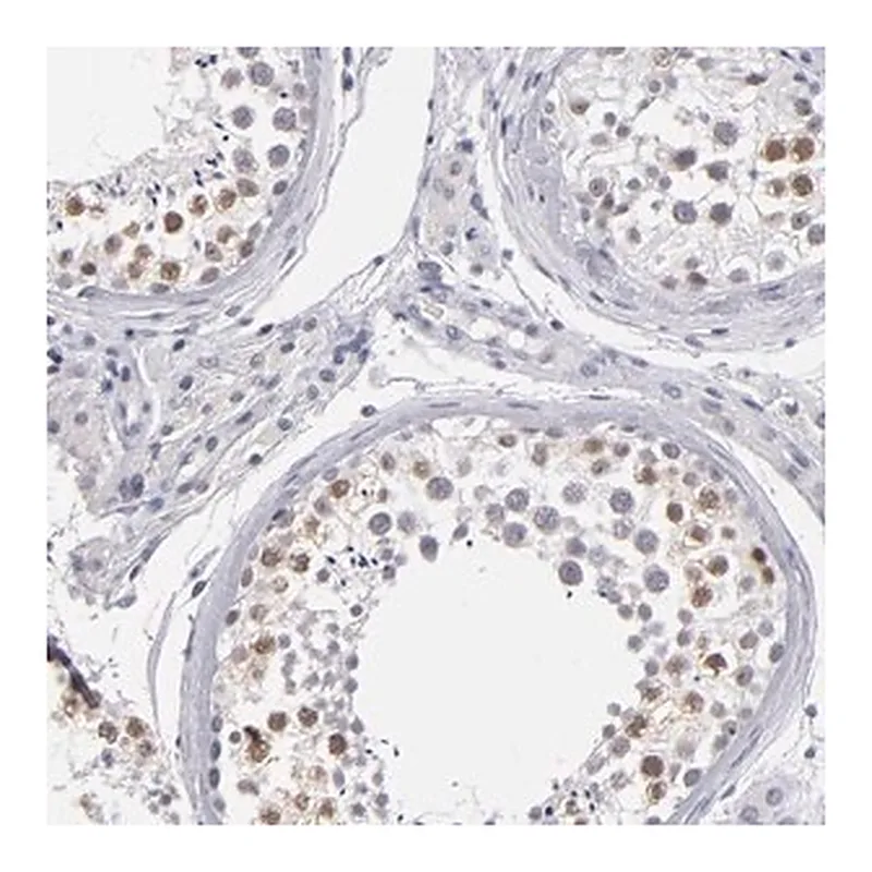 Merck Anti-TEX11 antibody produced in rabbit