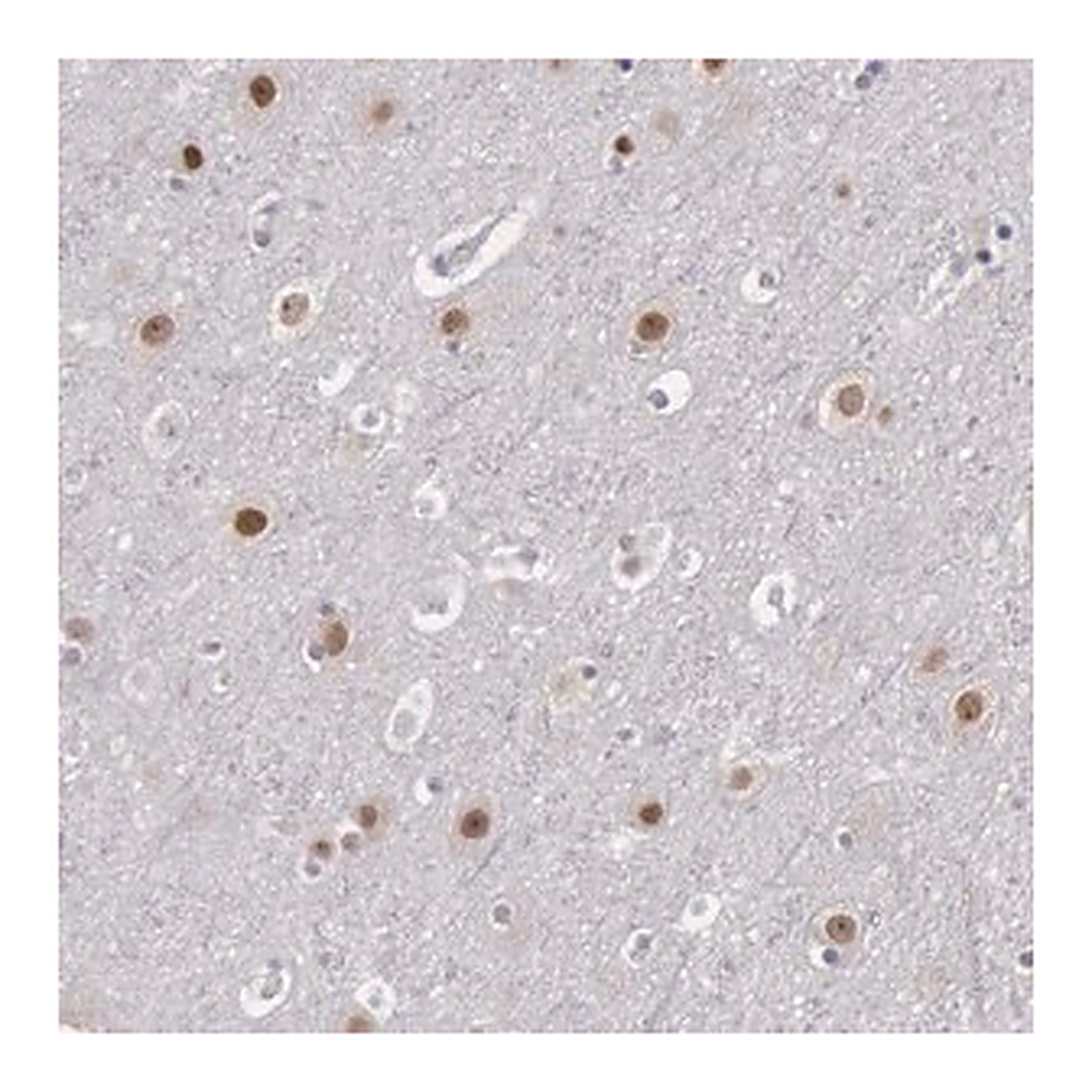 Merck Anti-NKAP antibody produced in rabbit