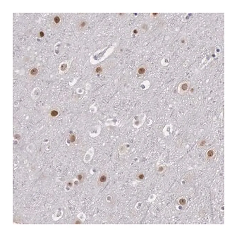 Merck Anti-NKAP antibody produced in rabbit