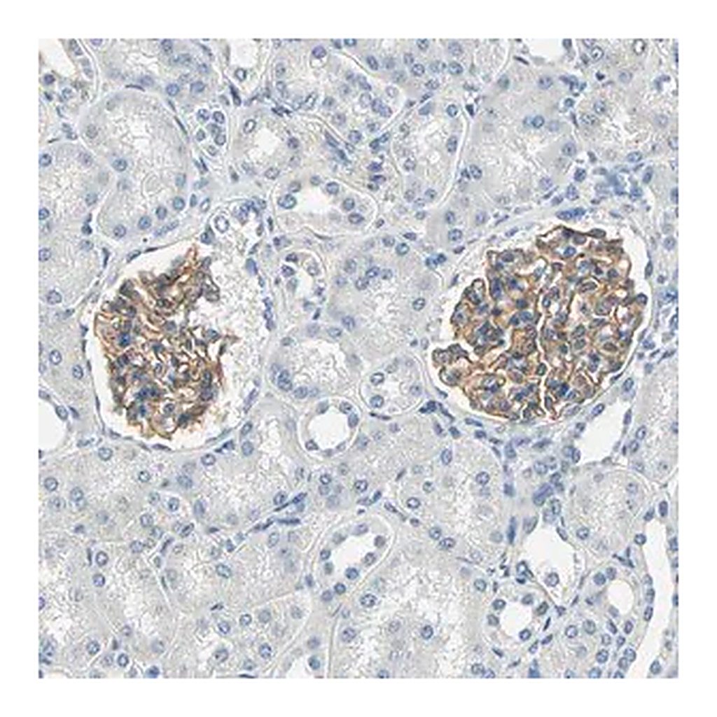 Merck Anti-TGFBR3 antibody produced in rabbit