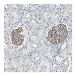 Merck Anti-TGFBR3 antibody produced in rabbit