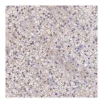 Merck Anti-TBC1D22A antibody produced in rabbit