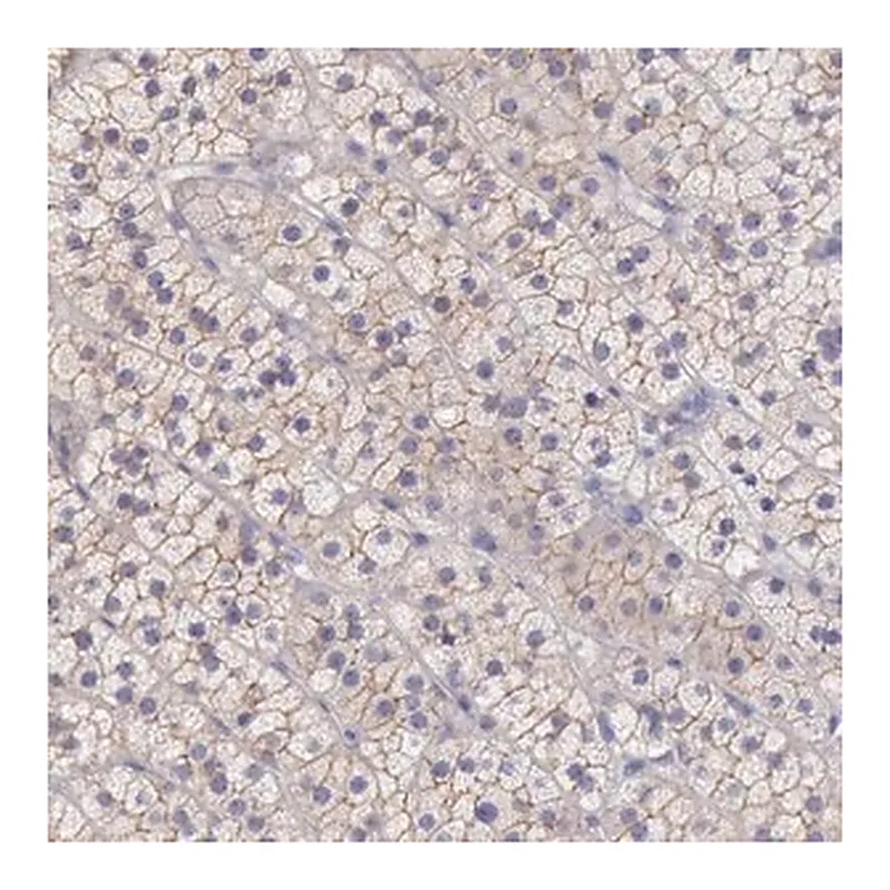 Merck Anti-TBC1D22A antibody produced in rabbit