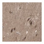 Merck Anti-TAOK1 antibody produced in rabbit