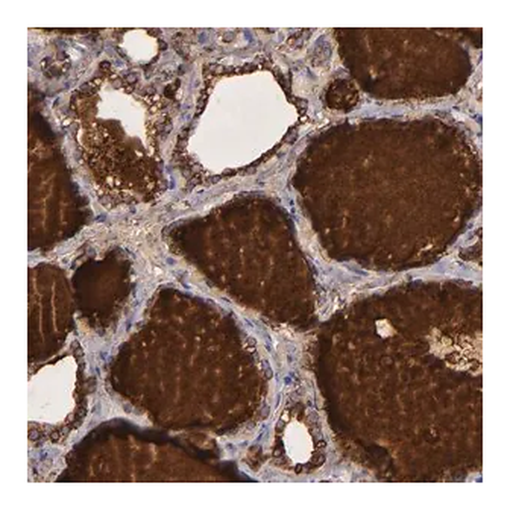 Merck Anti-TG antibody produced in rabbit