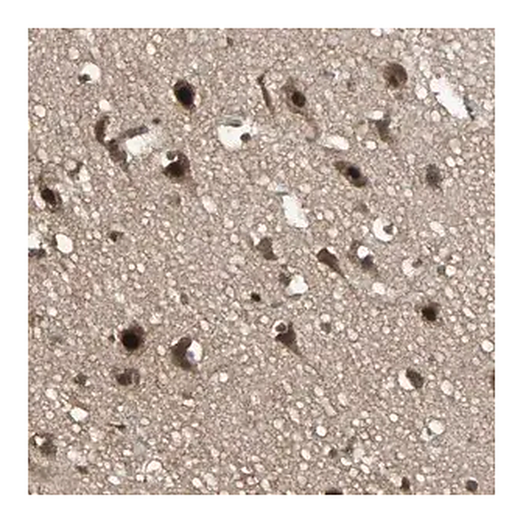 Merck Anti-TAF5 antibody produced in rabbit