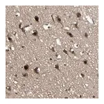 Merck Anti-TAF5 antibody produced in rabbit