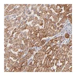 Merck Anti-TIMM8A antibody produced in rabbit