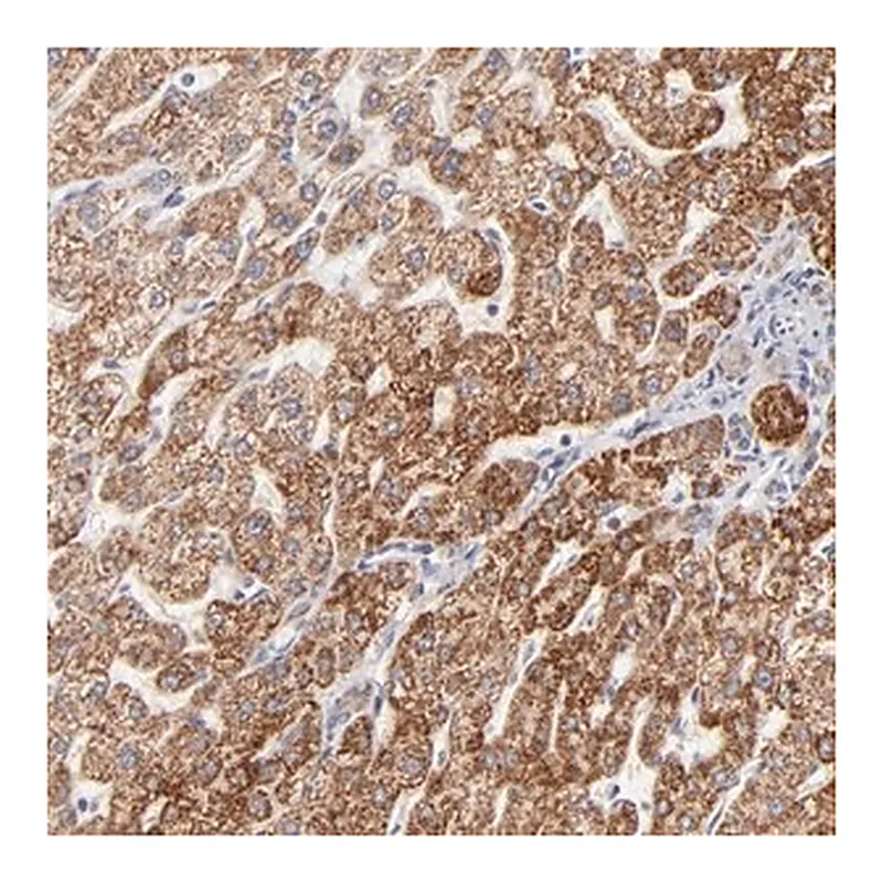 Merck Anti-TIMM8A antibody produced in rabbit