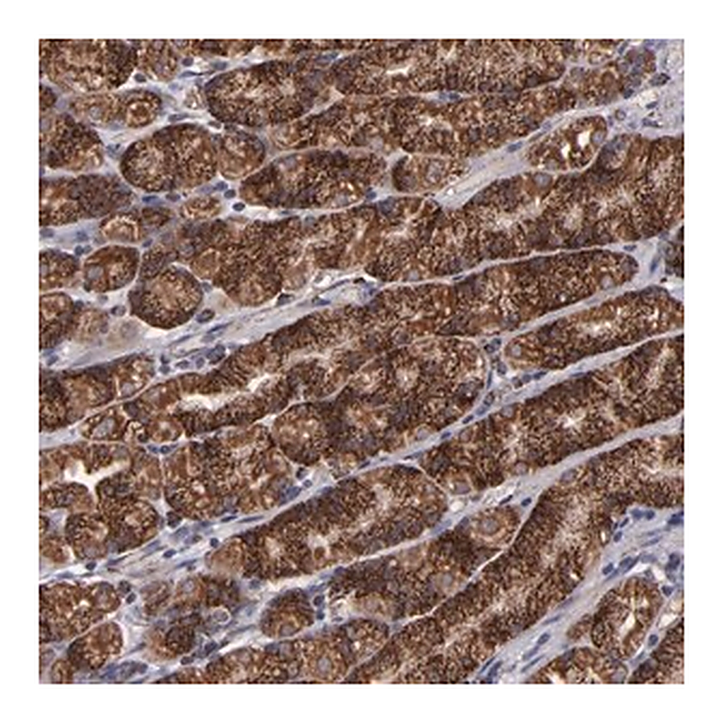 Merck Anti-TIMM9 antibody produced in rabbit