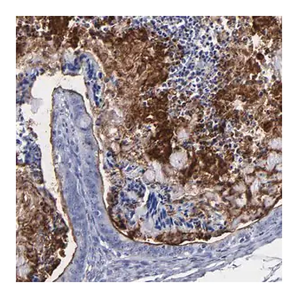 Merck Anti-TM4SF1 antibody produced in rabbit