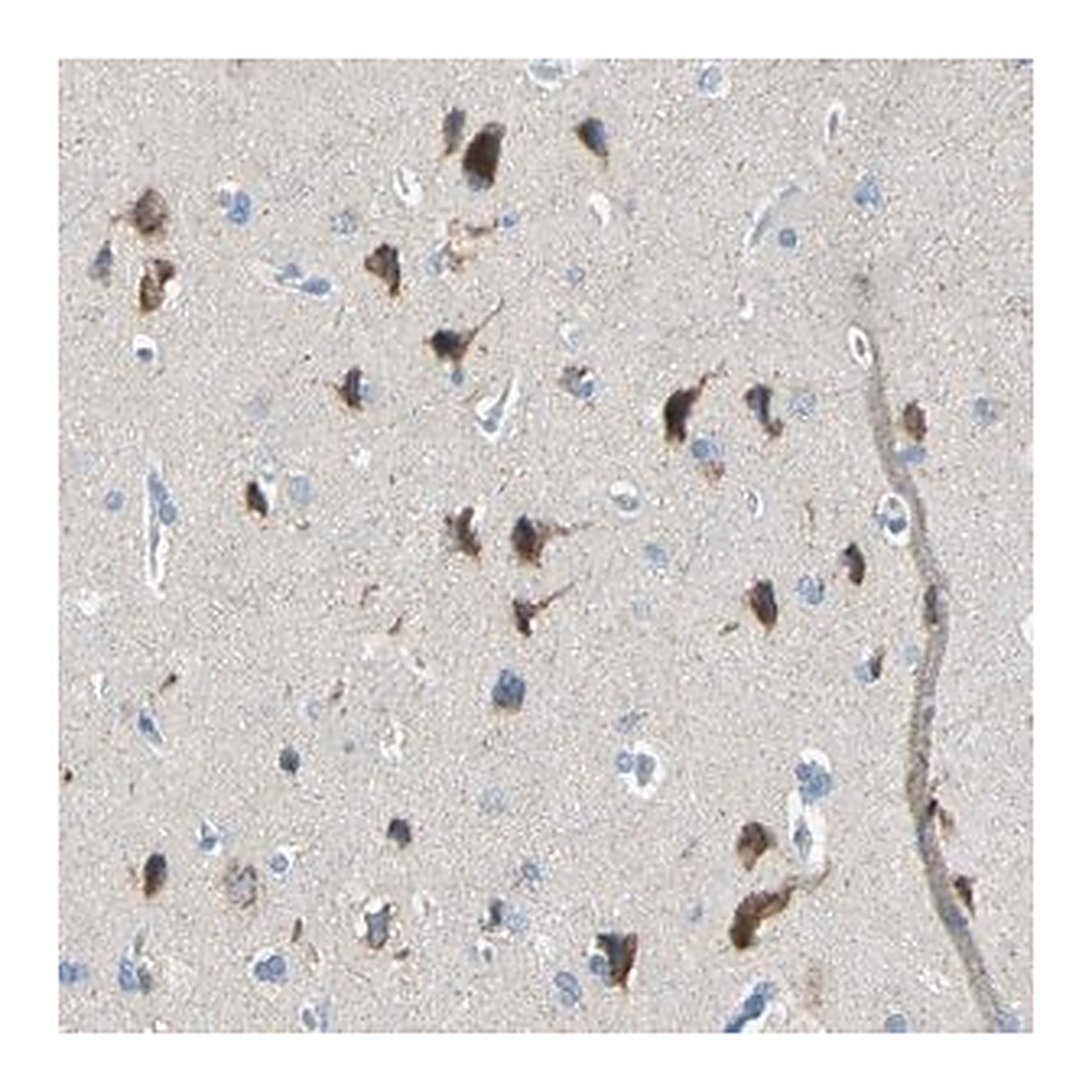 Merck Anti-TMEM59L antibody produced in rabbit