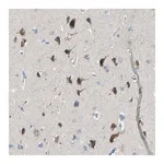 Merck Anti-TMEM59L antibody produced in rabbit