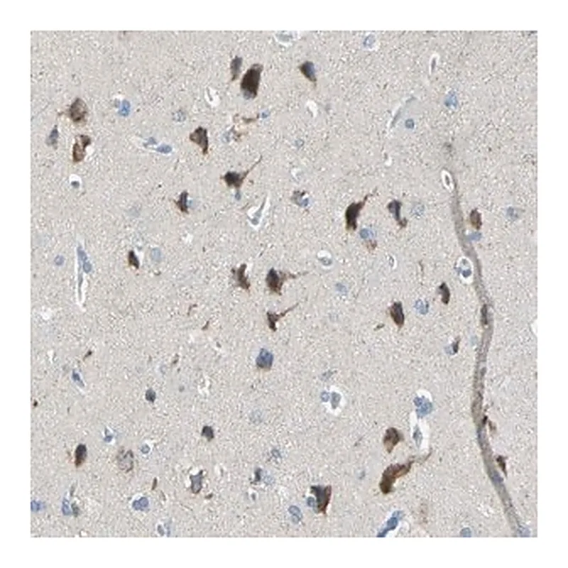 Merck Anti-TMEM59L antibody produced in rabbit