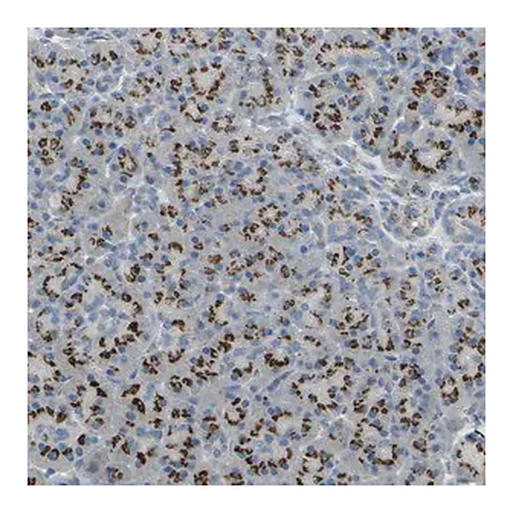 Merck Anti-TM9SF2 antibody produced in rabbit