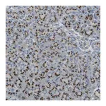 Merck Anti-TM9SF2 antibody produced in rabbit