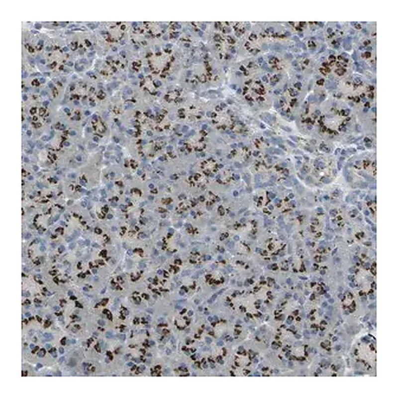 Merck Anti-TM9SF2 antibody produced in rabbit