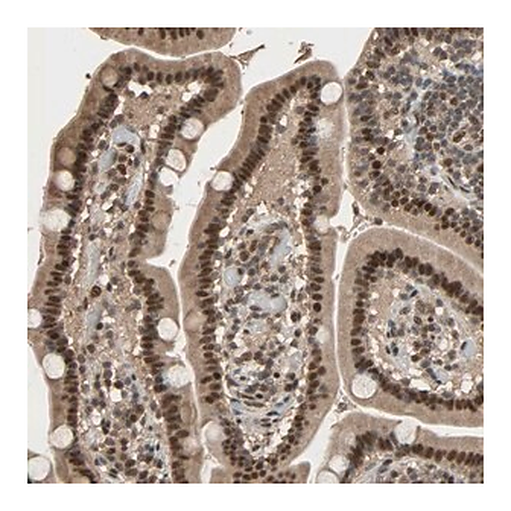 Merck Anti-CCNT2 antibody produced in rabbit