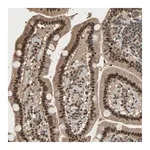 Merck Anti-CCNT2 antibody produced in rabbit