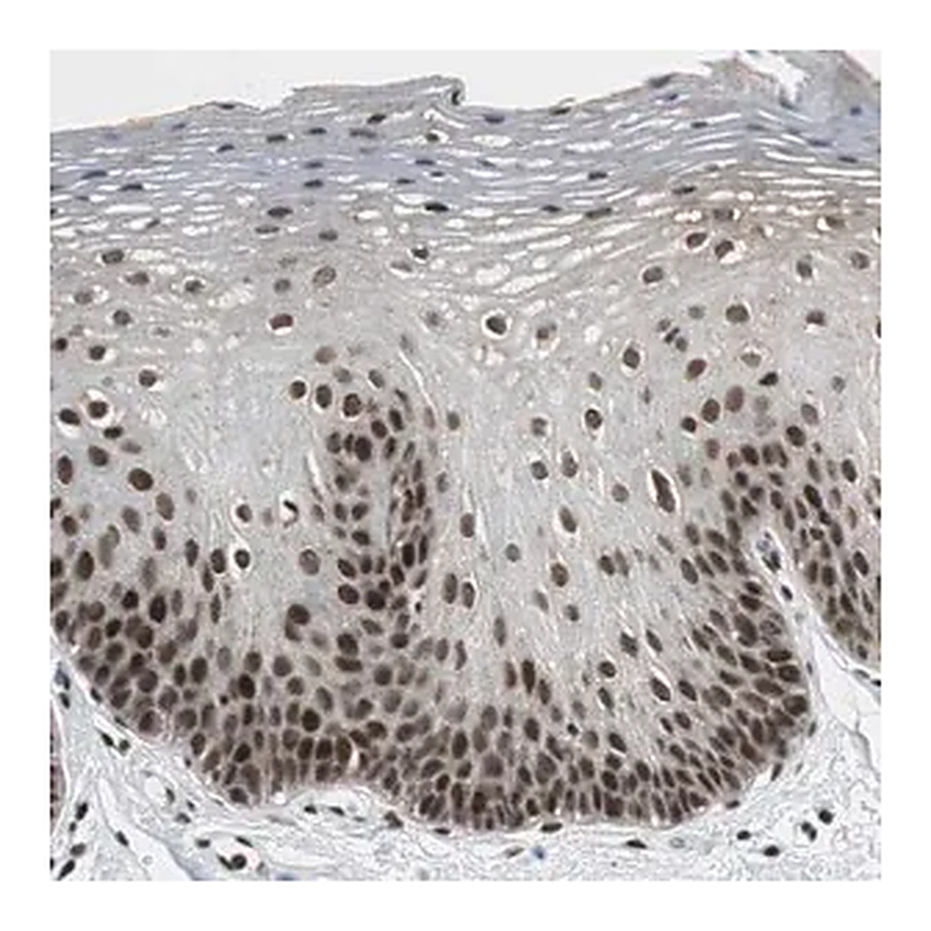 Merck Anti-CDK9 antibody produced in rabbit