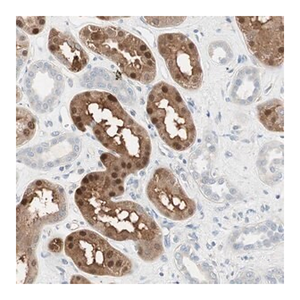 Merck Anti-CDK3 antibody produced in rabbit