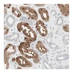 Merck Anti-CDK3 antibody produced in rabbit