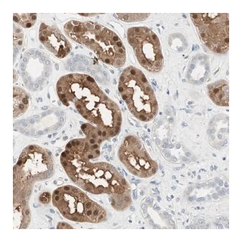 Merck Anti-CDK3 antibody produced in rabbit