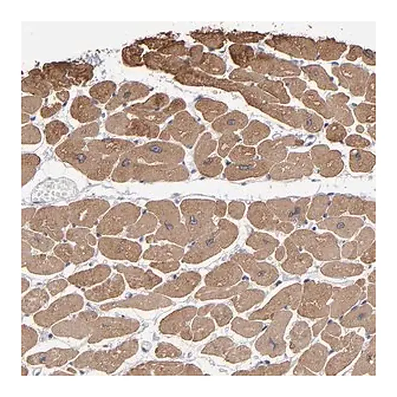 Merck Anti-CCDC80 antibody produced in rabbit