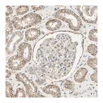 Merck Anti-CDH6 antibody produced in rabbit