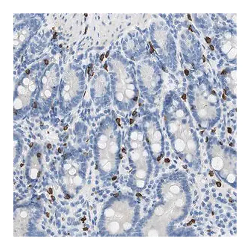 Merck Anti-CEACAM1 antibody produced in rabbit