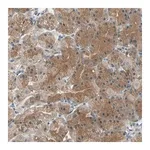 Merck Anti-CDC42EP1 antibody produced in rabbit
