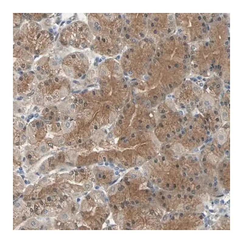 Merck Anti-CDC42EP1 antibody produced in rabbit