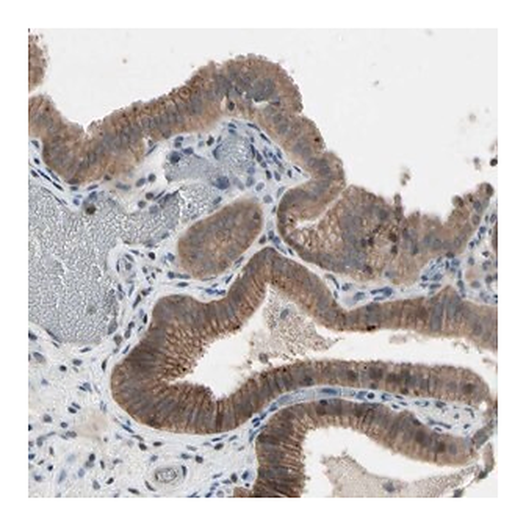 Merck Anti-NMI antibody produced in rabbit