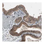 Merck Anti-NMI antibody produced in rabbit