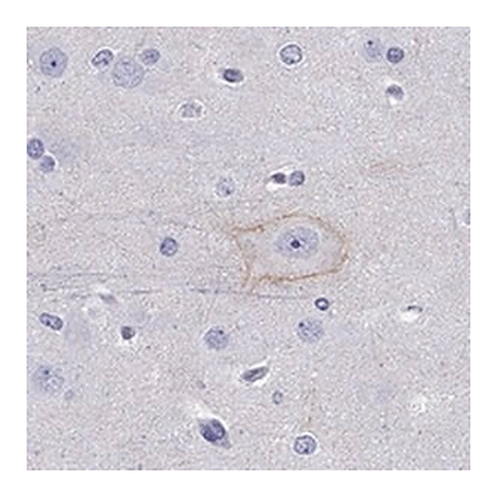 Merck Anti-CDH9 antibody produced in rabbit