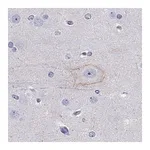 Merck Anti-CDH9 antibody produced in rabbit