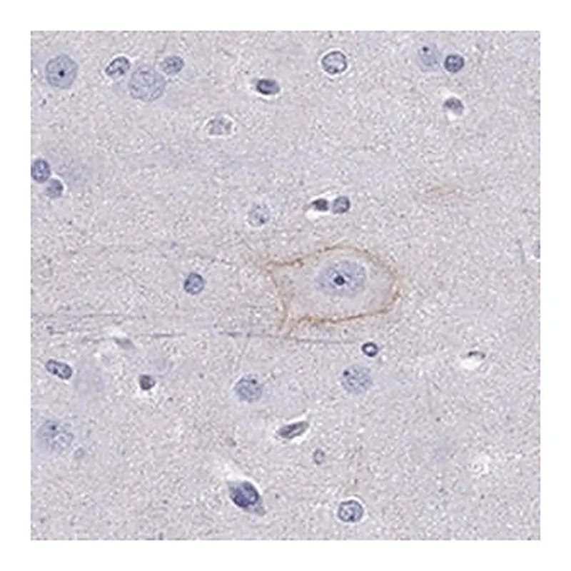 Merck Anti-CDH9 antibody produced in rabbit